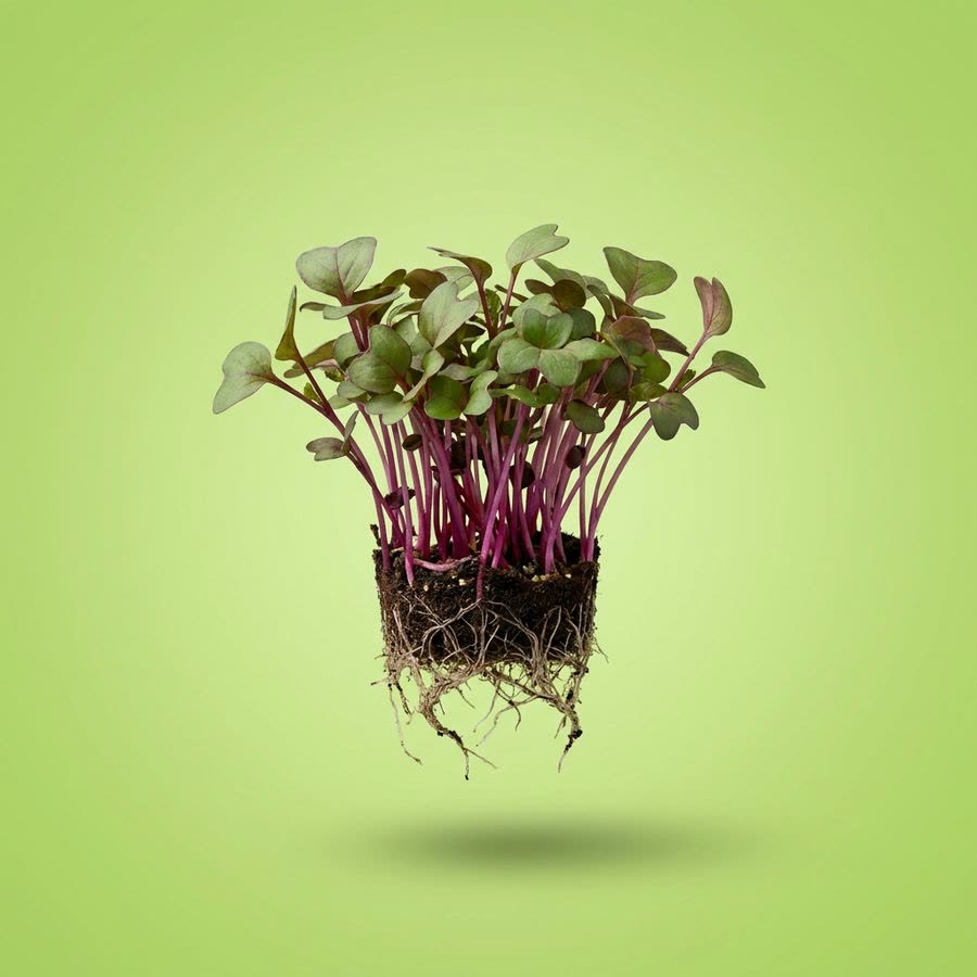 Macro photograph of Sakura Cress®