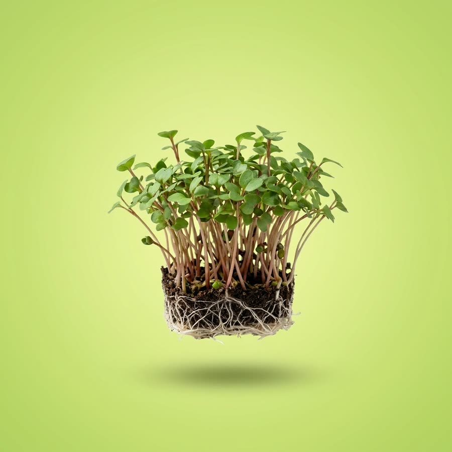 Macro photograph of Adji Cress