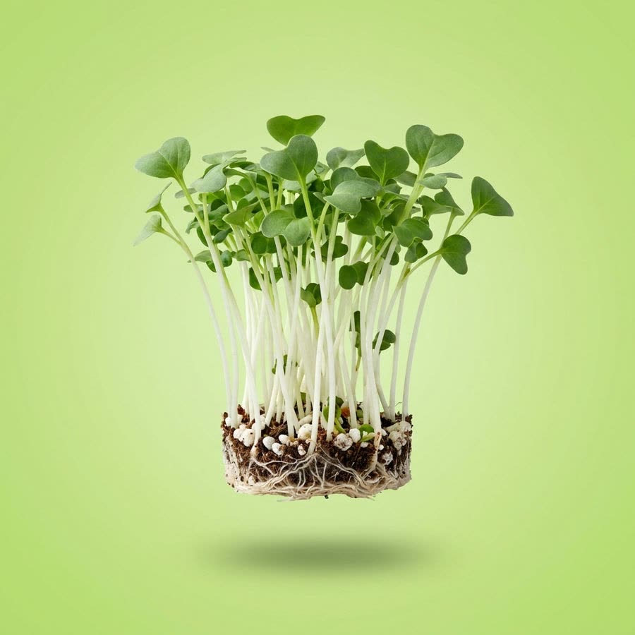 Macro photograph of Daikon Cress®